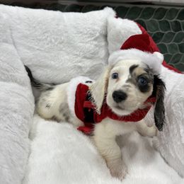 Cruella - Dapple female Dachshund puppy in Irving, Texas from DFW Dachshunds by G & S