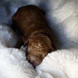 Bradley - Apricot male Australian Labradoodle puppy in San Antonio, Texas from I Love U Back Labradoodles, LLC