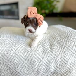 Whisper - Chocolate female Goldendoodle puppy in Queen Creek, Arizona from Sunny Doodles