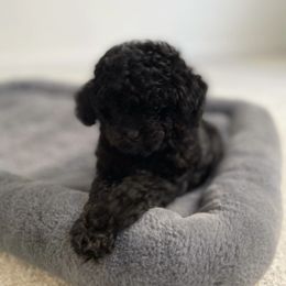 Poodle Puppies from Pups and Paws Toy Poodles