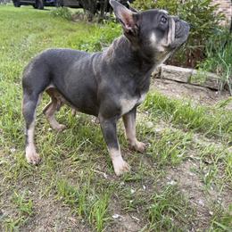 French Bulldog Puppies from Black Water Frenchies