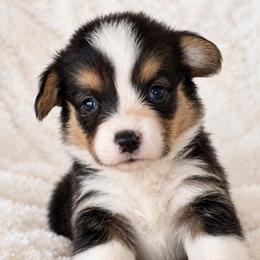 Dolly - Black and tan female Pembroke Welsh Corgi puppy in Beggs, Oklahoma from Blue Diamond Corgi’s