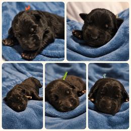 Orange collar - Black male German Shepherd puppy in Central Florida, Florida from Kaleidoscope German Shepherds