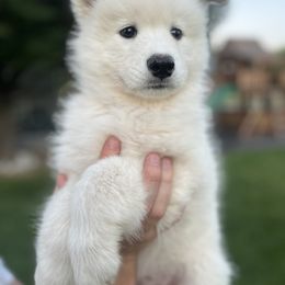 Samoyed Puppies from Sugar Sweet Samoyeds