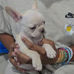 Cream male 2 - Cream male French Bulldog puppy in Tyler, Texas from Texas Top Notch Frechies