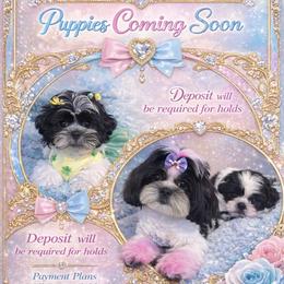 Shih Tzu Puppies from Adams Pawsitive Pawfection
