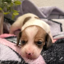 Luna - Piebald female Dachshund puppy in Moreno Valley, California from Purpleheart_doxiess