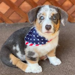 American Corgis and Pembroke Welsh Corgis from Five Heart's Corgis