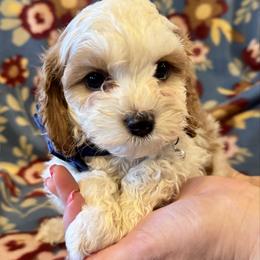 Benny - Apricot male Cavapoo puppy in Howe, Oklahoma from Cuddly Cavapoos