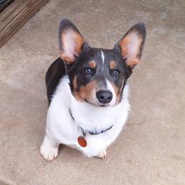Skye - Blue female Pembroke Welsh Corgi puppy in Purcellville, Virginia from Rhone River Farm Pembroke Welsh Corgis