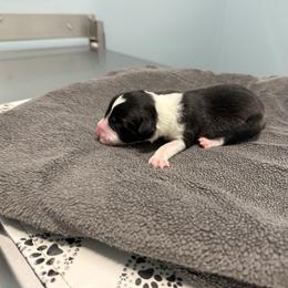 Female 3 - Black female Border Collie puppy in Oxford, Florida from RSR Border Collies