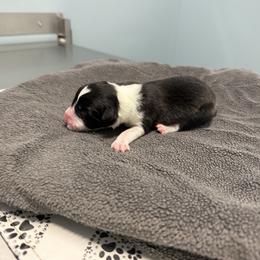 Female 3 - Black female Border Collie puppy in Oxford, Florida from RSR Border Collies