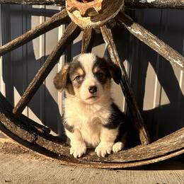 Boy 3 - Black and tan male American Corgi puppy in Payson, Illinois from Creek Farm Corgis