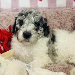 Girl-2 - Blue merle female Aussiedoodle puppy in Grants Pass, Oregon from Love my doodles/ Aussiedoodle love
