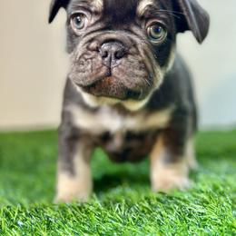 Reese's - Tricolors male French Bulldog puppy in Buchanan, Michigan from Christie's Frenchies