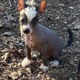 Chihuahua and Chinese Crested Puppies from Western Kentucky Chihuahua’s and Chinese Crested’s