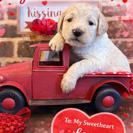 Juliet - Parti female Goldendoodle puppy in Social Circle, Georgia from Poppiedoodle Farms