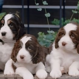 Girl 2 - female English Springer Spaniel puppy in Villa Rica, Georgia from Wildwood