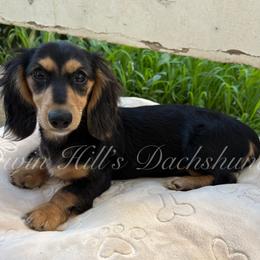 Ethel - Black and cream female Dachshund puppy in Jonesboro, Illinois from Twin Hills Dachshunds