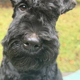 Lime Green boy-loving companion - Blue and black male Kerry Blue Terrier puppy in Gainesville, Virginia from Cross the Rubicon KBT & Trebol SCWT