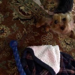 Yorkshire Terrier Puppies from Blue Belle Baby Yorkies