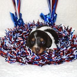 Sam- AKC Limited - Chocolate and tan male Dachshund puppy in Corbin, Kentucky from White River Valley Kennel