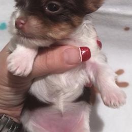 Morkies and Yorkshire Terriers from Happy Knoll’s Yorkies and Morkies