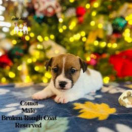 Comet - White and tan male Russell Terrier puppy in Lufkin, Texas from Dixie-Rose JRT