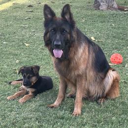 Sam and Twink Girl 5 - unreserved - Black and red female German Shepherd puppy in Galt, California from At Redwood Runs