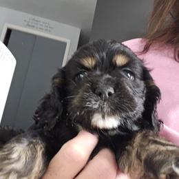Cocker Spaniel Puppies from VanTrees Cocker Spaniels