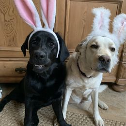 Labrador Retriever Puppies from Bristol Bay Labradors