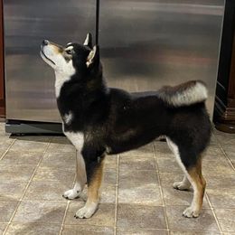 Shiba Inu from Texa's Shiba Inus