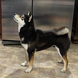 Shiba Inu from Texa's Shiba Inus