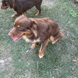 Australian Shepherd and Miniature Australian Shepherd Puppies from Integrity Aussies Tx