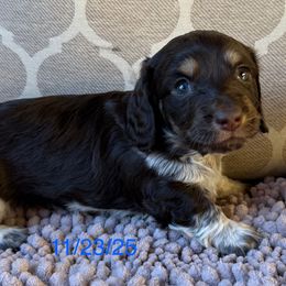 Gypsy Boy 2 - Chocolate and cream male Dachshund puppy in Joshua Tree, California from Desert Dreams Ranch