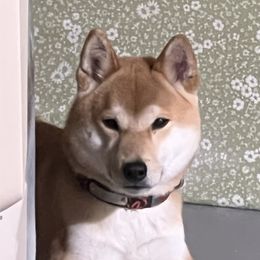 Rocky - Shiba Inu