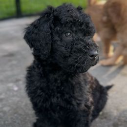Diesel - Black male Goldendoodle puppy in Richlands, North Carolina from Poodlesndoodles