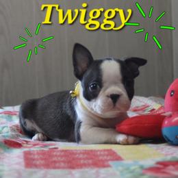 Twiggy - Black brindle and white female Boston Terrier puppy in Brooksville, Florida from Delamorés Pups