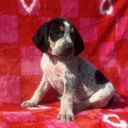 Belle - Blue ticked and tan female Bluetick Coonhound puppy in Mount Pleasant, Texas from Harmons Hounds