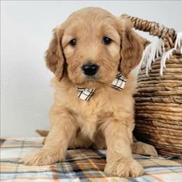 Fern - Apricot female Goldendoodle puppy in Temecula, California from Oodles O'Doodles