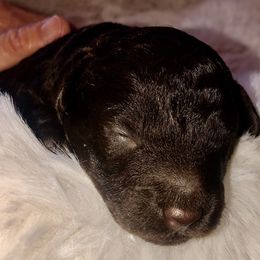 Aussiedoodle Puppies from Little Wonders Aussiedoodles