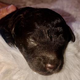 Aussiedoodle Puppies from Little Wonders Aussiedoodles