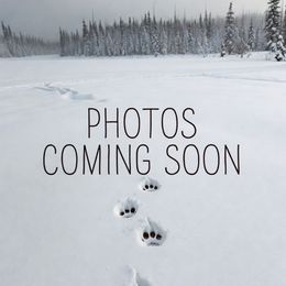 GREY - White male Samoyed puppy in San Antonio, Texas from Hill Country Samoyeds