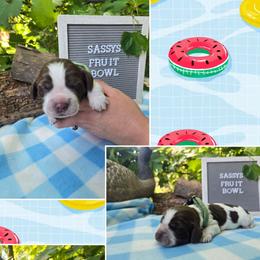 Boy 7 DURIAN - Liver white and roan male English Springer Spaniel puppy in Saginaw, Michigan from Kemerer Springers