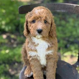 Strawberry - Red female Bernedoodle puppy in Lancaster, Minnesota from Richardville Hunde
