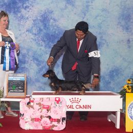 Dachshund Puppies from Joe's Dachshunds