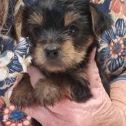 Yorkshire Terriers from C & H Kennels