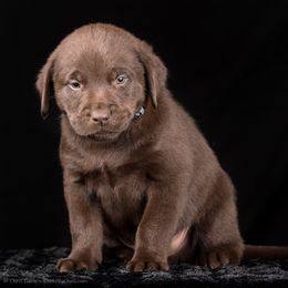 Labrador Retriever Puppies from Southtown Retrievers