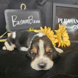 Bamm-Bamm - Black brown and white male Basset Hound puppy in Pleasant Lake, Michigan from Pleasant Bay Basset Hounds
