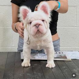 Griselda - French Bulldog